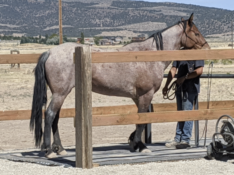 TRIPLE L RANCH